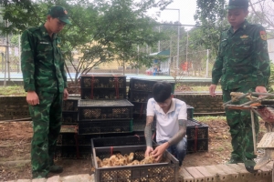 Đồn BPCK Hoành Mô: Bắt vụ vận chuyển 6.000 con gà giống không rõ nguồn gốc