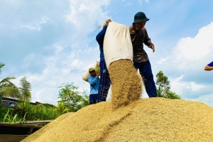 Giá lúa gạo hôm nay 27/9: Đồng loạt giảm giá mạnh