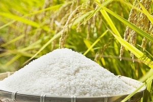 Giá lúa gạo hôm nay 29/9: Nội địa giảm 200 - 300 đồng/kg; xuất khẩu giảm 2 USD/kg