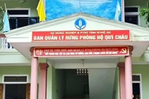 Khởi tố 4 cán bộ Ban quản lý rừng phòng hộ Quỳ Châu
