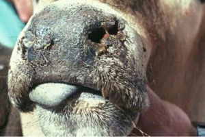 Tin thế giới nổi bật sáng 30/9: Virus gây bệnh lưỡi xanh đã phát tán tại 3.586 địa điểm trên khắp nước Bỉ