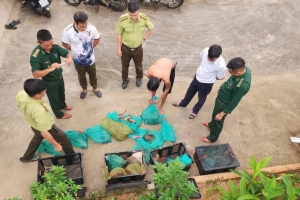 Bắt giữ đối tượng vận chuyển 17 cá thể khỉ đuôi dài tại Côn Đảo