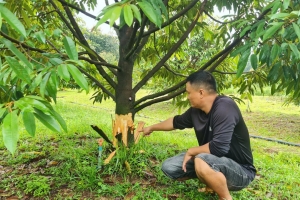 Lâm Đồng: Khởi tố vụ án phá hoại vườn sầu riêng