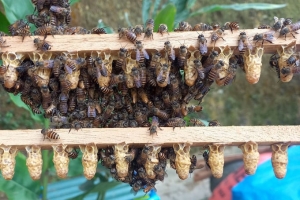 Kon Tum phát triển bền vững ngành Ong đến năm 2030