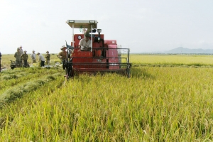 Gia Lai triển khai các giải pháp phục hồi sản xuất nông nghiệp để thúc đẩy sản xuất kinh doanh