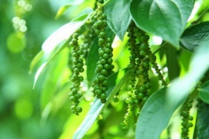 Giá tiêu hôm nay 19/5: Ổn định