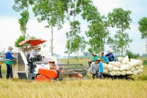 Sóc Trăng: Sản lượng lúa trong 9 tháng năm 2024 đạt trên 2,1 triệu tấn, tăng hơn 5% so với cùng kỳ