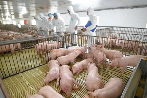 Dabaco giải trình lợi nhuận quý III/2024 tăng đột biến, gấp tới 25 lần so với cùng kỳ năm ngoái