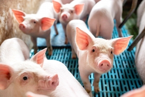 Giá heo hơi hôm nay 15/10: Mốc 67.000 đồng/kg biến mất khỏi thị trường