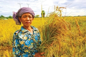 Giá lúa gạo hôm nay 17/10: Giá gạo tiếp tục giảm