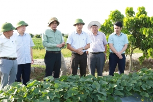 Đoàn công tác Cục Trồng trọt kiểm tra tình hình sản xuất vụ Đông tại Vĩnh Phúc
