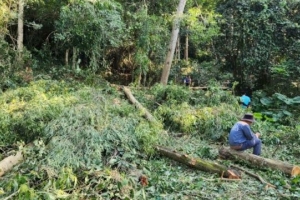 Vụ chặt phá rừng đặc dụng tại Thanh Hóa: Vẫn chưa có hướng xử lý các bên liên quan
