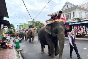 Diễu hành voi để tiễn biệt “vua voi” tại Tây Nguyên