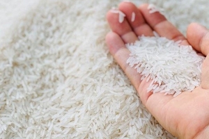 Giá lúa gạo hôm nay 15/11: Giá lúa đi ngang, gạo thơm chào giá cao