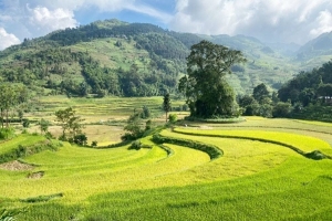 Lào Cai: Phát triển vùng nguyên liệu lúa sén cù theo hướng hữu cơ
