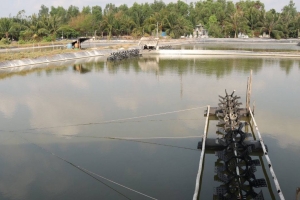 Long An chủ động phòng ngừa, khống chế dịch bệnh thủy sản