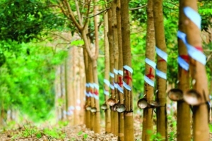 Cao su Phước Hoà chi hơn 406 tỷ đồng trả cổ tức năm 2023, tỷ lệ 30%
