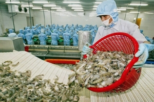 Thủy sản Minh Phú (MPC) chốt danh sách cổ đông trả cổ tức năm 2023 bằng tiền với tỷ lệ 7,5%