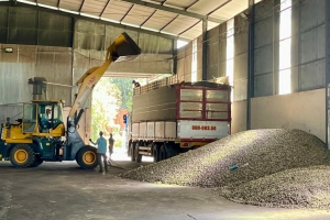 Gia Lai: Tổng kim ngạch xuất nhập khẩu qua biên giới trong 11 tháng năm 2024 tăng 44%