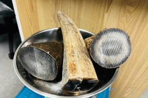Bắt giữ đối tượng vận chuyển trái phép sừng tê giác