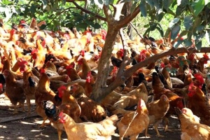 Long An tăng cường công tác phòng chống bệnh cúm A H5N1