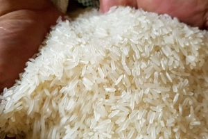 Giá lúa gạo hôm nay ngày 14/12: Tiếp tục biến động nhẹ