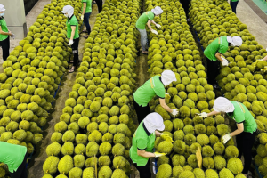 Xuất khẩu rau, quả dự kiến thu về 7,2 tỷ USD