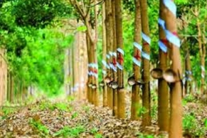 Giá cao su hôm nay 9/12: Tăng trên sàn Singapore