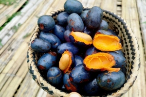 Mùa ỏm cọ