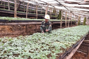 Sâm Việt Nam nhìn từ góc độ lịch sử, khoa học và thực tiễn