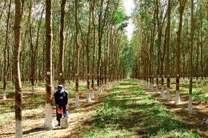 Giá cao su hôm nay 11/12: Giảm trên các sàn giao dịch