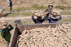 Sắn xuất khẩu sang Trung Quốc thu tỷ USD nhưng giá đang giảm mạnh