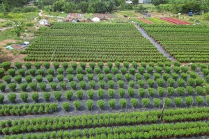 Làng hoa tại TP. Hồ Chí Minh nhộn nhịp chuẩn bị cho Tết Nguyên đán Ất Tỵ 2025