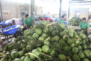 Xuất khẩu dừa sẽ vượt mốc 1 tỷ USD trong năm 2024