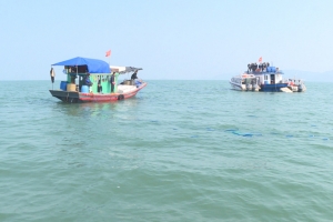 20 triệu giống nhuyễn thể được xuống giống nuôi thương phẩm tại Vân Đồn