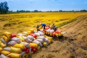 Giá lúa gạo hôm nay ngày 30/12: Giá gạo ổn định, lúa tươi đứng giá