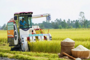 Giá lúa gạo hôm nay ngày 31/12: Giá lúa có xu hướng tăng