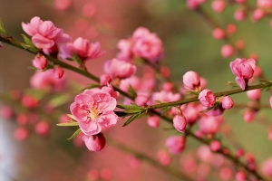 Thư Chúc Mừng Năm Mới