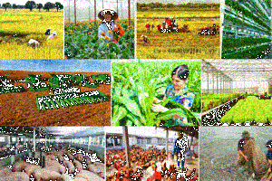 Tổng điều tra nông thôn, nông nghiệp năm 2025 sẽ sử dụng công nghệ trí tuệ nhân tạo