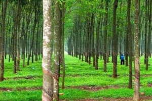 Giá cao su hôm nay 11/1: Thị trường tăng ngày thứ ba liên tiếp