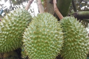 Giá sầu riêng hôm nay 18/1: Các kho nghĩ tết sớm, giá lao dốc