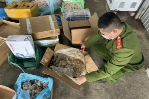 Huế - Thu giữ 1,8 tấn thịt lợn, gà bốc mùi