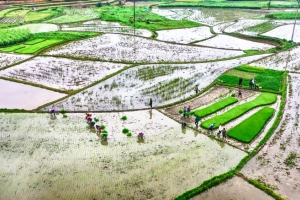 Tập trung sản xuất nông nghiệp trước, trong và sau Tết Nguyên đán Ất Tỵ