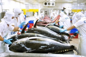 Xuất khẩu cá ngừ của Việt Nam tăng mạnh trong năm 2024, thu về 989 triệu USD, tăng 17% so với năm ngoái