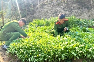 Công an Lạng Sơn phát hiện 2.772 cây thuốc phiện trồng trái phép trên khe đồi