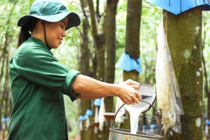 Cao su Phước Hoà ghi nhận lợi nhuận tăng 55,1% lên 242 tỷ đồng trong quý IV/2024