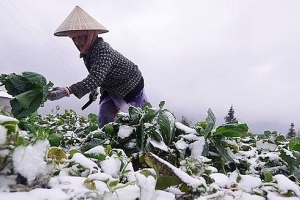 Bộ Nông nghiệp đề nghị ứng phó với rét đậm, rét hại và gió mạnh trên biển