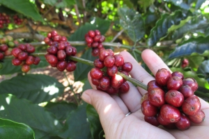 Giá cà phê hôm nay 7/2: Cao nhất 130.500 đồng/kg