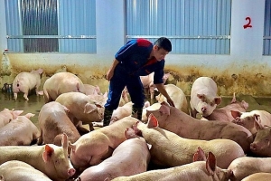 Giá heo hơi hôm nay 7/2: Thấp nhất 67.000 đồng/kg
