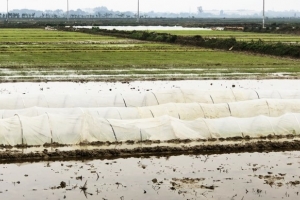 Bắc Ninh: Tăng cường các biện pháp phòng chống rét và chăm sóc cây trồng vụ Xuân 2025